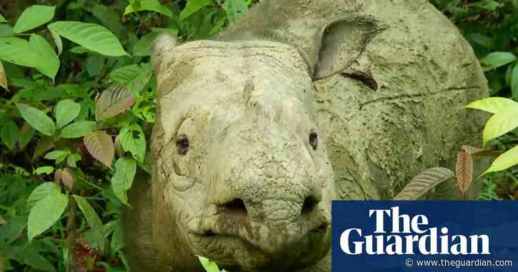 Sumatran rhinoceros now extinct in Malaysia, say zoologists