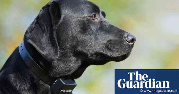 Florida dog drives doughnuts in unmanned car before police rescue