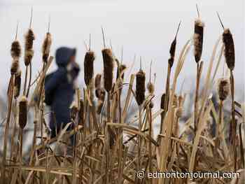 Edmonton weather: 🎶Oh, the weather outside is … delightful🎶