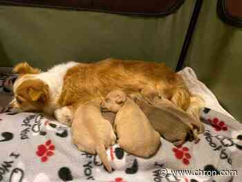 Mother dog that lost litter adopts orphan puppies in need of mother