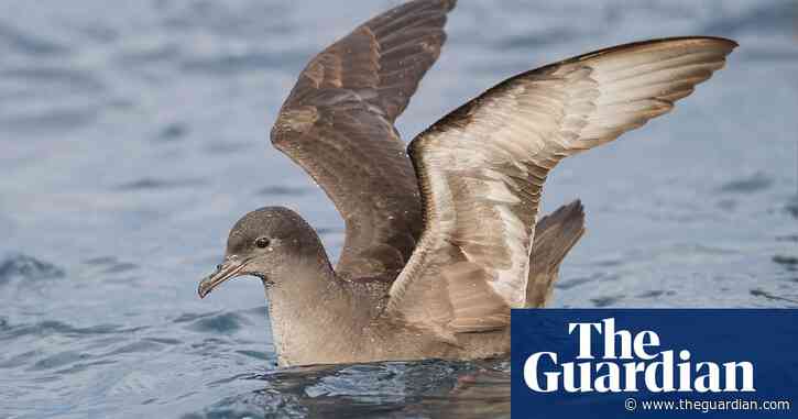 From Alaska to Australia, anxious observers fear mass shearwater deaths