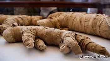 Fast 3000 Jahre alt: Mumien von Löwenbabys in Ägypten entdeckt