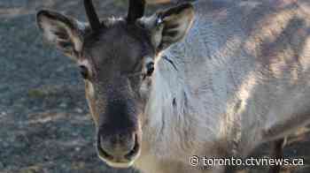 Did you know you can adopt a reindeer at the Toronto Zoo this Christmas?