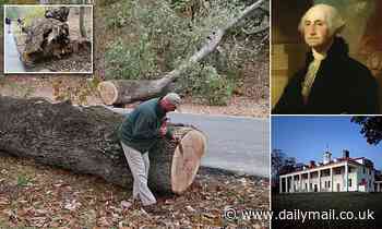 White oak tree planted on George Washington's Mount Vernon estate 230 years ago falls over