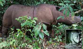 Sumatran rhinoceros becomes EXTINCT in Malaysia after last of the species in the country dies