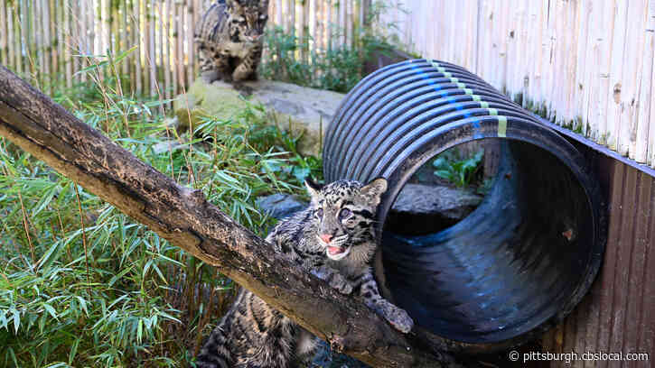 Pittsburgh Zoo & PPG Aquarium Hosting “Free For All” Through December 1