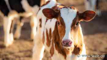 200.000 männliche Kälber werden jährlich illegal getötet