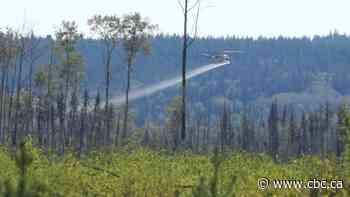 Grooming forests could be making fires worse, researchers warn