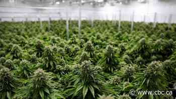 Could cannabis be a 'silver bullet' in the fight against the opioid crisis?