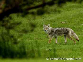 Coyote calls to 311 down, but expert says animals becoming more brazen
