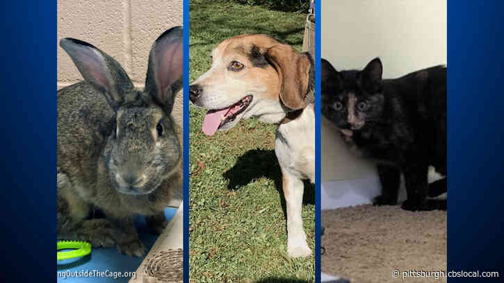 Furry Tails: Eleven, Hunter And Sally Are Waiting For Forever Homes