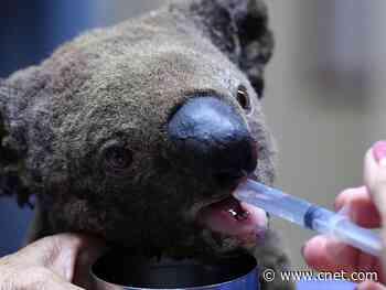 Koalas aren't functionally extinct, but they need our help     - CNET