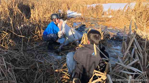 'She was barely holding up': Trapped horse rescued after falling through ice