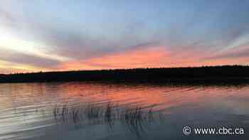 Meadow Lake Provincial Park logging worrying for some but necessary to mitigate risks, gov't says