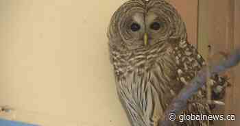 Mouse in your house? Alberta sanctuary asking for mice donations, will become meals for birds of prey