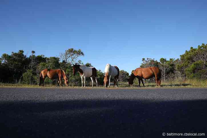 Assateague National Seashore To Increase Park Admission Fees