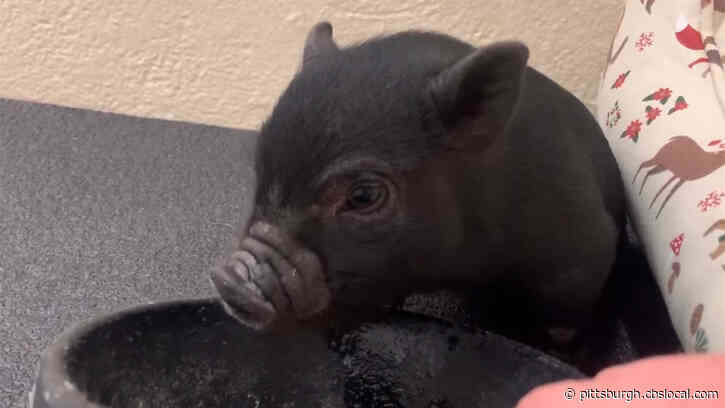 Pa. Veterinary Hospital Caring For Tiny Piglet With Severe Leg Deformity