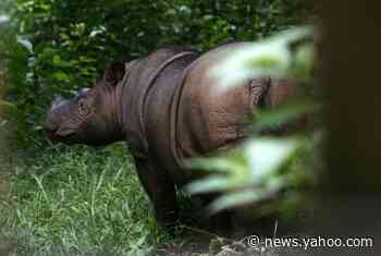 Malaysia's last Sumatran rhinoceros dies