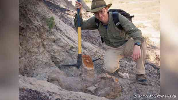 Dinosaur discovery: Hannah's skull could lead to reassessment of dino fossils