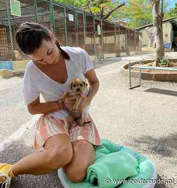 Rossana Kluivert: Geen fraude of oplichting bij hondenopvang op Curaçao