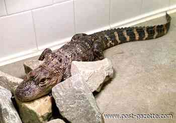 Pittsburgh City Councilwoman Darlene Harris calls for regulation of alligators, crocodiles and venomous snakes