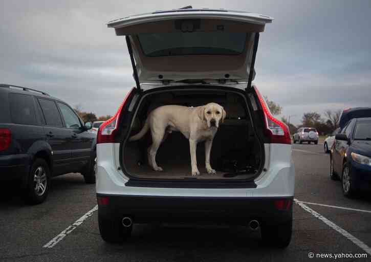 Airlines and Veterans Riled by Conduct Unbecoming a Support Dog