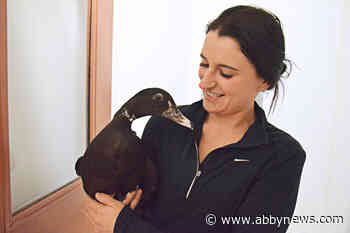 Flappy the duck up for adoption at Langley animal shelter
