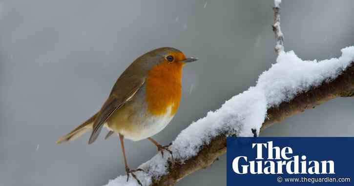 Weatherwatch: how robins became a symbol of Christmas