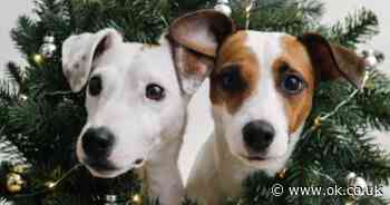Sainsbury's have launched a pop-up Christmas restaurant for dogs