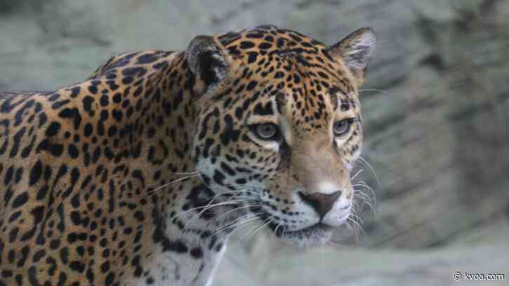 Reid Park Zoo welcomes new jaguar