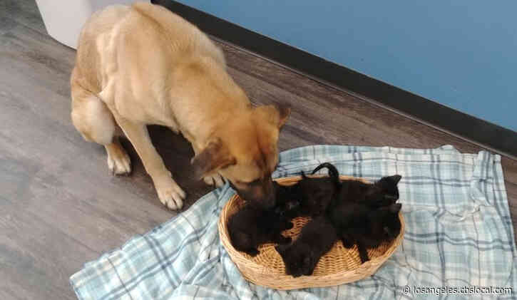 Stray Dog Found Warming Five Abandoned Kittens On Side Of Snowy Road