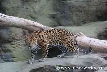 Reid Park Zoo welcomes Bella the jaguar