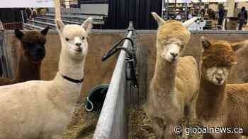 Canadian Western Agribition kicks off in Regina