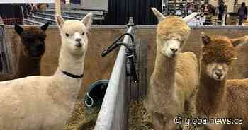 Cattle, goats and alpacas help kick off 49th Canadian Western Agribition