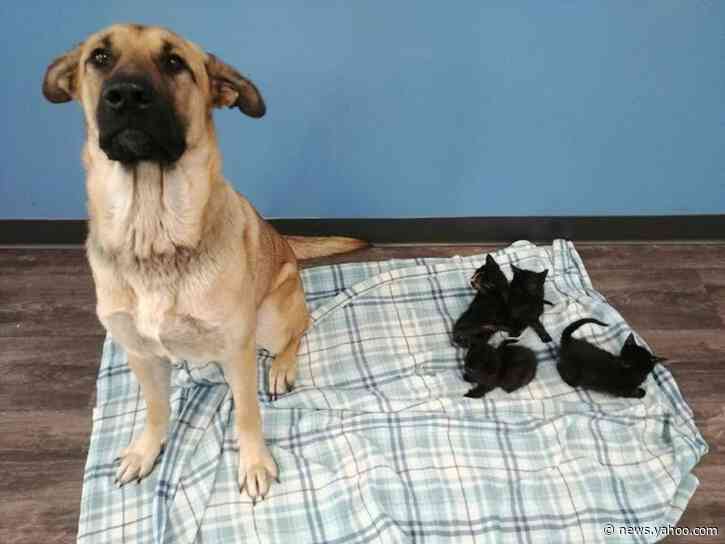 Stray dog saves abandoned kittens from cold Canada winter