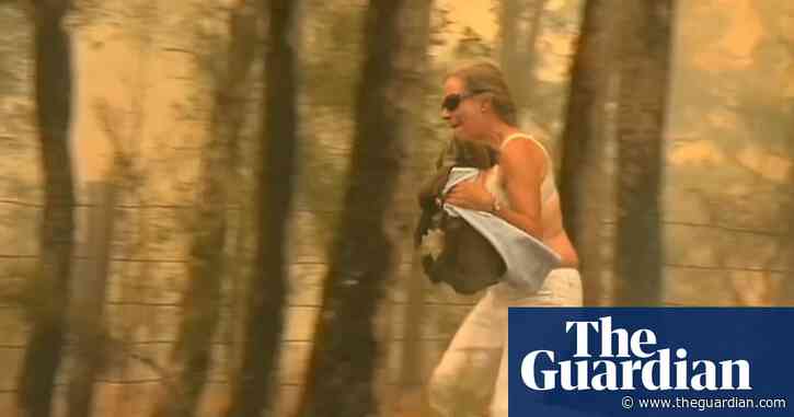 Koala rescued from NSW bushfire dies due to extensive burns