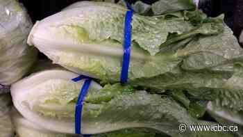 Why E. coli linked to romaine lettuce remains 'an extremely difficult problem'