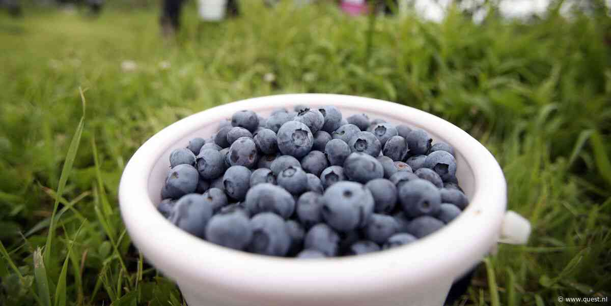 Wanneer mag je iets een superfood noemen?