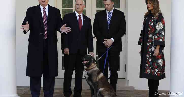 Political Cornflakes: Trump honors military dog injured in Baghdadi raid