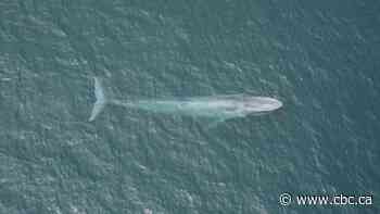 How scientists measured the heart rate of the world's biggest animal