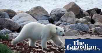 'I was peeing and a polar bear popped up!' Secrets of Seven Worlds, One Planet