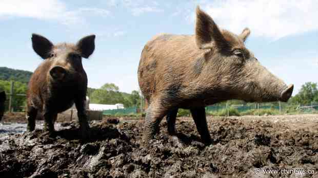 Feral hogs attacked and killed a woman outside Texas home