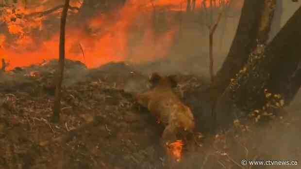Koala dies one week after rescue from Australia bushfire