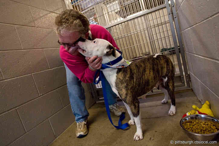 Man Dies After Being Licked By His Dog And Contracting Rare Infection