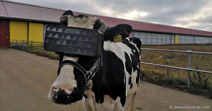 Someone is putting VR headsets on cows, and we want to know why