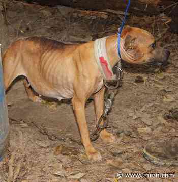 Animal cruelty is now a federal felony in the U.S.