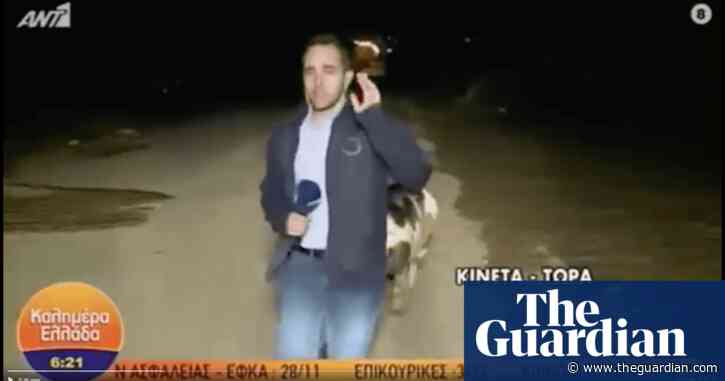 Sowing the seeds of love: amorous pig pursues Greek reporter on live TV