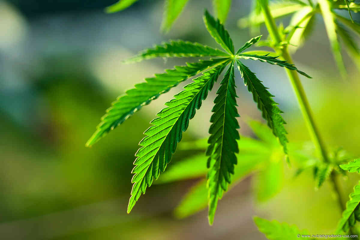 FDA revises consumer info on CBD, says ingredient is not GRAS, sends 15 CBD warning letters