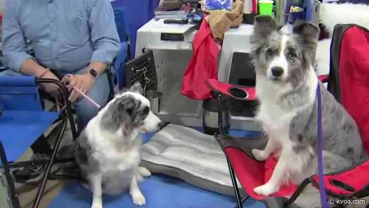 National Dog Show host looks forward to the Thanksgiving television tradition