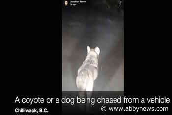 WATCH: Coyote chased on B.C. back road